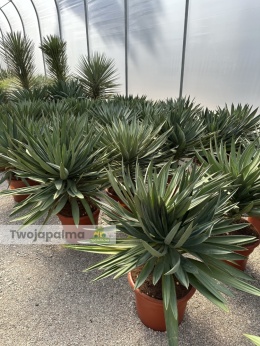 Yucca Gloriosa Lone Star - wys. całkowita: 110-120cm