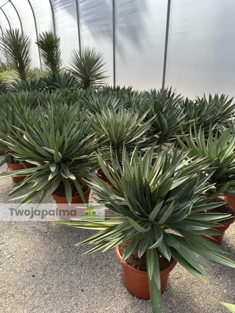Yucca Gloriosa Lone Star - wys. całkowita: 110-120cm
