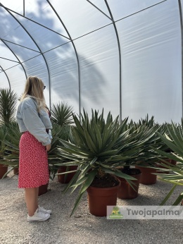 Yucca Gloriosa Lone Star - wys. całkowita: 110-120cm