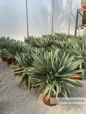 Yucca Gloriosa Lone Star - wys. całkowita: 110-120cm