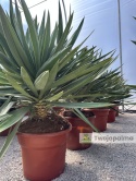 Yucca Gloriosa Lone Star - wys. całkowita: 110-120cm