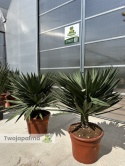 Yucca Gloriosa Lone Star - wys. całkowita ok. 130cm