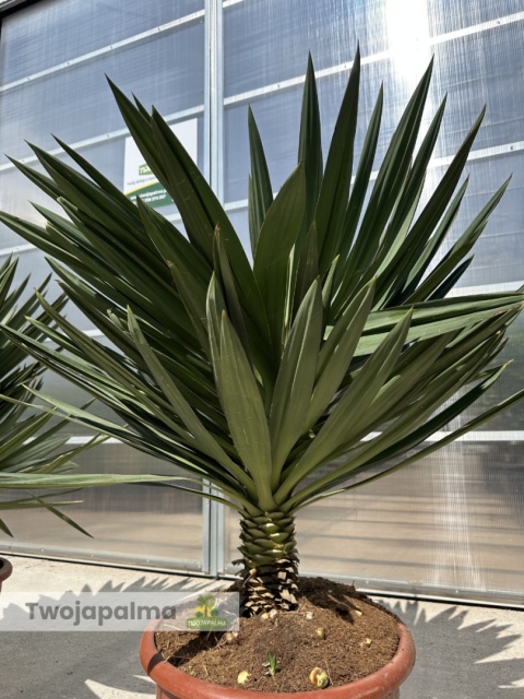 Yucca Gloriosa Lone Star - wys. całkowita ok. 130cm