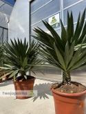 Yucca Gloriosa Lone Star - wys. całkowita ok. 130cm
