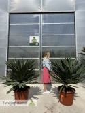 Yucca Gloriosa Lone Star - wys. całkowita ok. 130cm