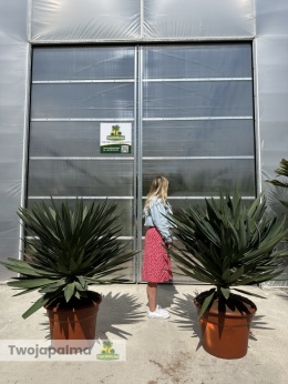 Yucca Gloriosa Lone Star - wys. całkowita ok. 130cm