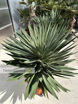 Yucca Gloriosa Lone Star - wys. całkowita ok. 130cm