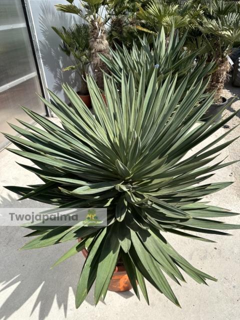 Yucca Gloriosa Lone Star - wys. całkowita ok. 130cm