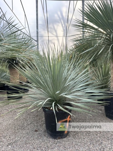 Yucca Rostrata, wys. całkowita: ok. 70-90cm