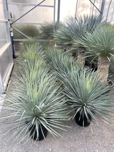 Yucca Rostrata, wys. całkowita: ok. 70-90cm
