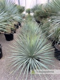 Yucca Rostrata, wys. całkowita: ok. 70-90cm
