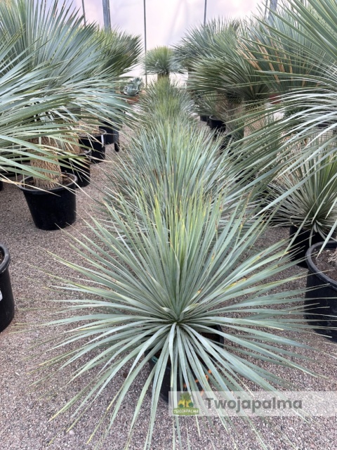 Yucca Rostrata, wys. całkowita: ok. 70-90cm