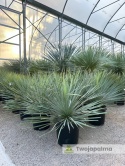 Yucca Rostrata, wys. całkowita: ok. 70-90cm
