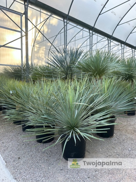 Yucca Rostrata, wys. całkowita: ok. 70-90cm