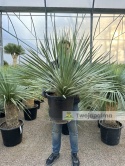 Yucca Rostrata, wys. całkowita: ok. 70-90cm