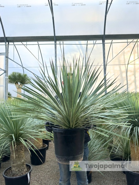 Yucca Rostrata, wys. całkowita: ok. 70-90cm