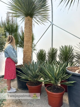 Yucca gloriosa variegata - Juka wspaniała variegata - wys. całkowita ok. 80-90cm