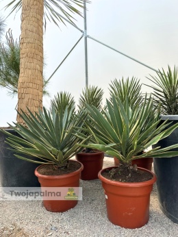 Yucca gloriosa variegata - Juka wspaniała variegata - wys. całkowita ok. 80-90cm