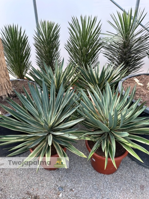 Yucca gloriosa variegata - Juka wspaniała variegata - wys. całkowita ok. 80-90cm