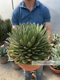 Agave victoriae-reginae - Agawa Królowej Wiktorii - wys. całkowita: ok. 50cm, średnica: ok. 45cm
