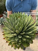 Agave victoriae-reginae - Agawa Królowej Wiktorii - wys. całkowita: ok. 50cm, średnica: ok. 45cm