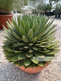 Agave victoriae-reginae - Agawa Królowej Wiktorii - wys. całkowita: ok. 50cm, średnica: ok. 45cm