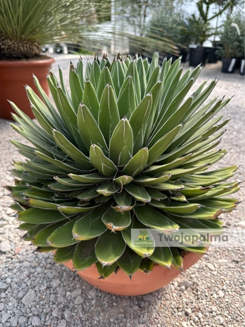 Agave victoriae-reginae - Agawa Królowej Wiktorii - wys. całkowita: ok. 50cm, średnica: ok. 45cm