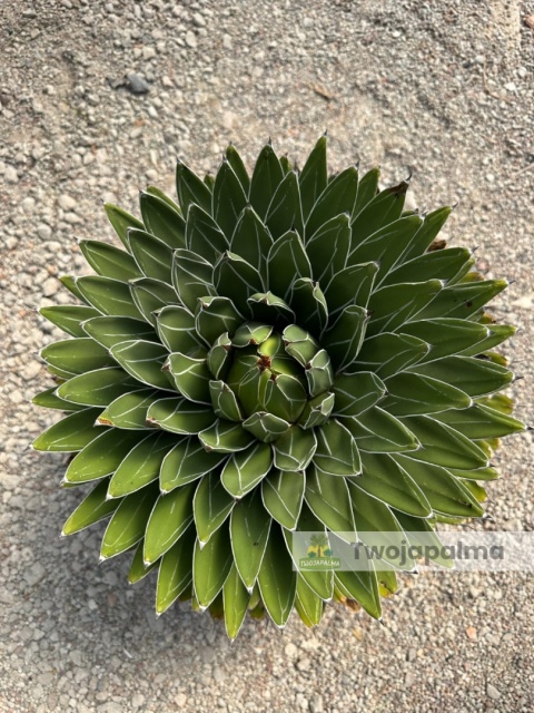 Agave victoriae-reginae - Agawa Królowej Wiktorii - wys. całkowita: ok. 50cm, średnica: ok. 45cm
