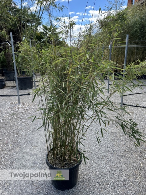 Bambus Fargesia robusta ‘Campbell’ - Fargezja olbrzymia ‘Campbell‘ - 35L, 190-230cm