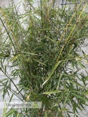 Bambus Fargesia robusta ‘Campbell’ - Fargezja olbrzymia ‘Campbell‘ - 35L, 190-230cm