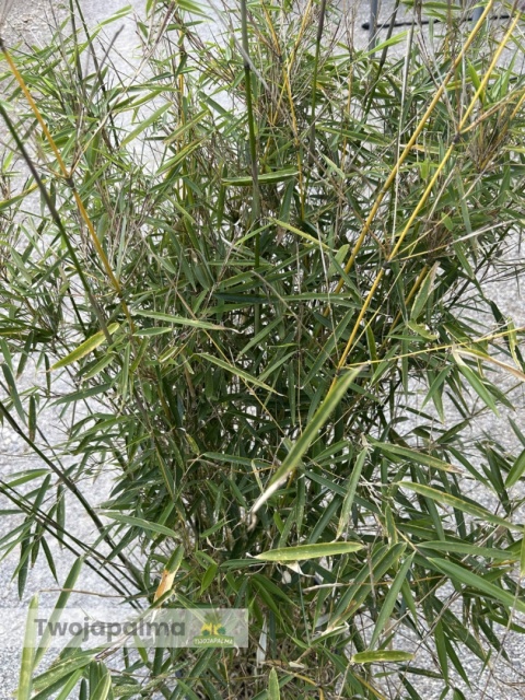 Bambus Fargesia robusta ‘Campbell’ - Fargezja olbrzymia ‘Campbell‘ - 35L, 190-230cm