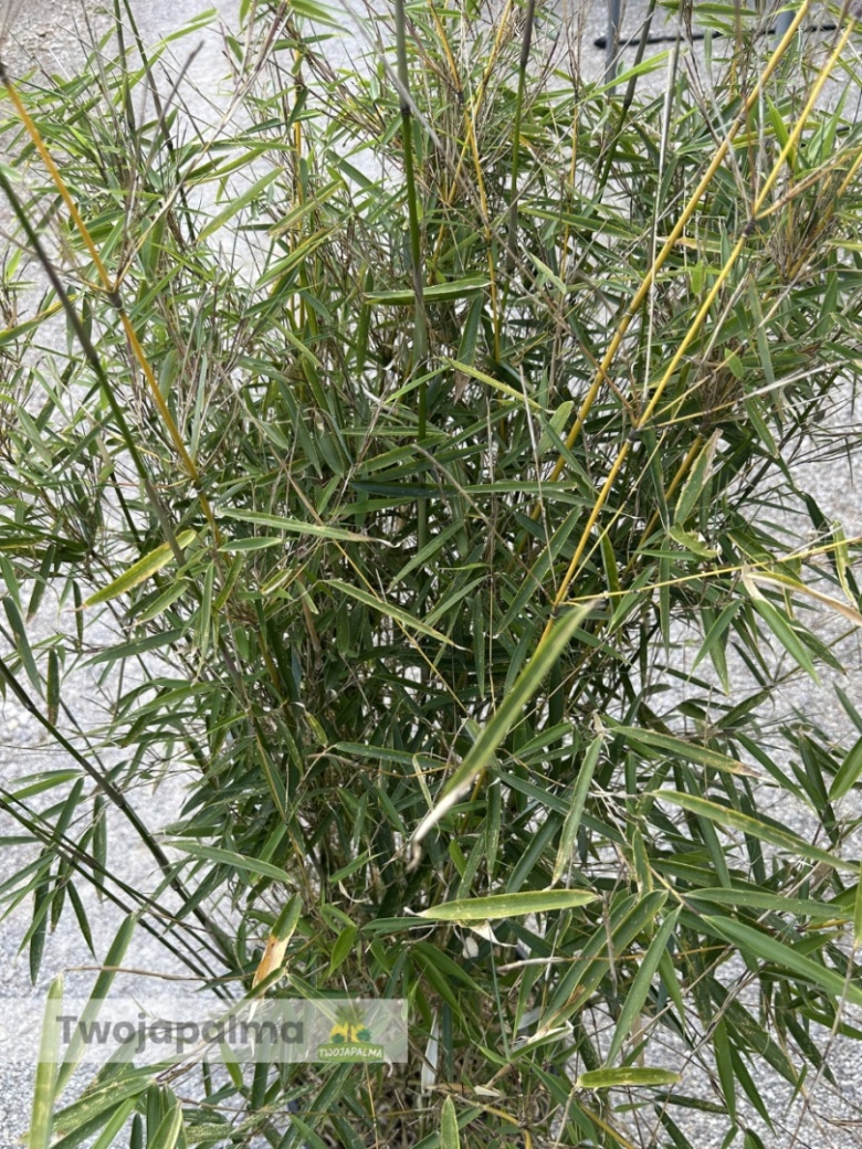 Bambus Fargesia robusta 'Campbell' - Fargezja olbrzymia 'Campbell' - 35L,  190-230cm