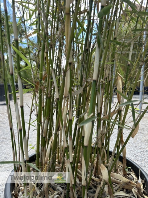 Bambus Fargesia robusta ‘Campbell’ - Fargezja olbrzymia ‘Campbell‘ - 35L, 190-230cm