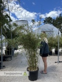 Bambus Fargesia robusta ‘Campbell’ - Fargezja olbrzymia ‘Campbell‘ - 35L, 190-230cm