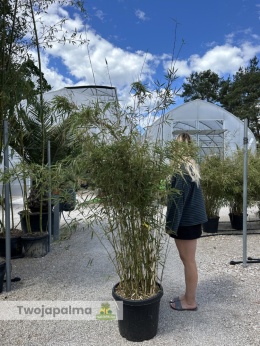 Bambus Fargesia robusta ‘Campbell’ - Fargezja olbrzymia ‘Campbell‘ - 35L, 190-230cm