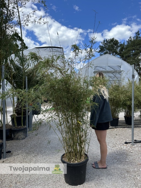 Bambus Fargesia robusta ‘Campbell’ - Fargezja olbrzymia ‘Campbell‘ - 35L, 190-230cm