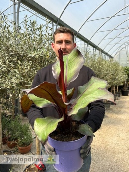 Bananowiec Ensete ventricosum 'Maurelli' - Czerwony bananowiec abisyński