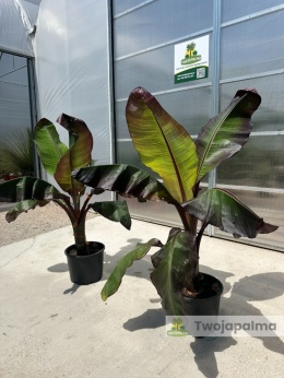 Bananowiec Ensete ventricosum 'Maurelli' - Czerwony bananowiec abisyński wys. całkowita 150-170cm