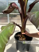 Bananowiec Ensete ventricosum 'Maurelli' - Czerwony bananowiec abisyński wys. całkowita 150-170cm