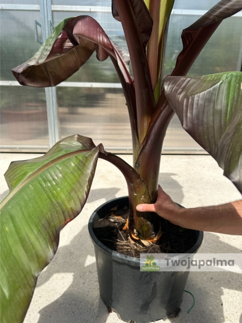 Bananowiec Ensete ventricosum 'Maurelli' - Czerwony bananowiec abisyński wys. całkowita 150-170cm