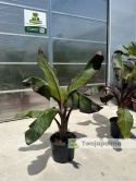 Bananowiec Ensete ventricosum 'Maurelli' - Czerwony bananowiec abisyński wys. całkowita 150-170cm