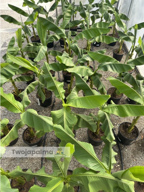 Bananowiec Musa basjoo wysokość całkowita: 120-150cm