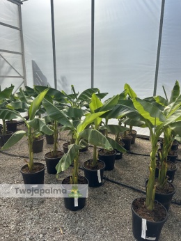 Bananowiec Musa basjoo wysokość całkowita: 120-150cm