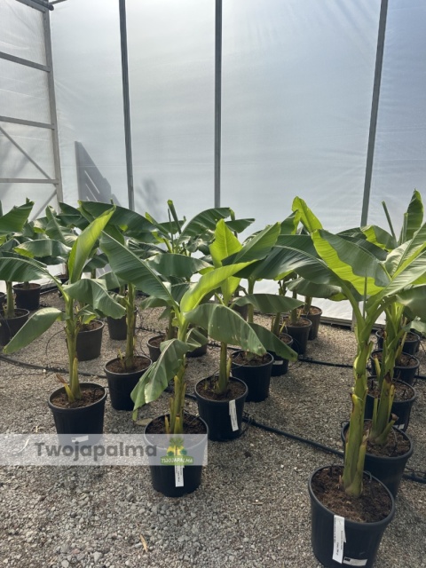 Bananowiec Musa basjoo wysokość całkowita: 120-150cm