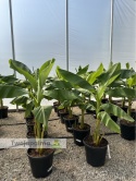 Bananowiec Musa basjoo wysokość całkowita: 120-150cm
