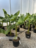 Bananowiec Musa basjoo wysokość całkowita: 120-150cm