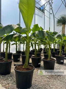 Bananowiec Musa basjoo wysokość całkowita: 100-120cm