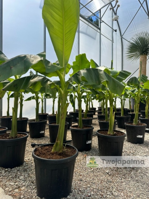 Bananowiec Musa basjoo wysokość całkowita: 100-120cm