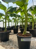 Bananowiec Musa basjoo wysokość całkowita: 100-120cm