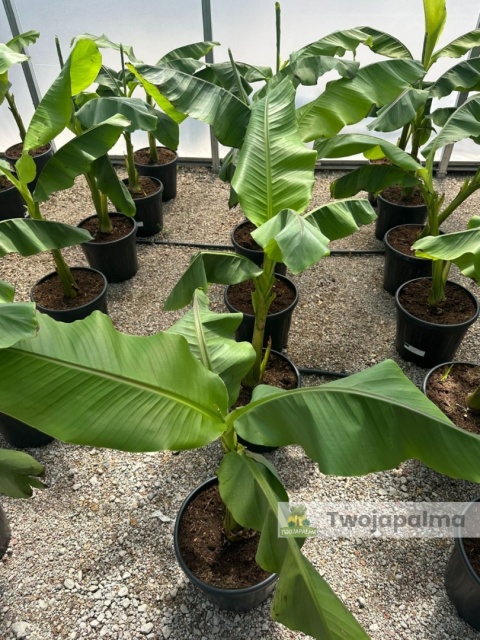 Bananowiec Musa basjoo wysokość całkowita: 100-120cm